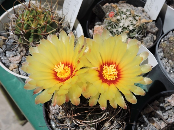 Astrophytum senile