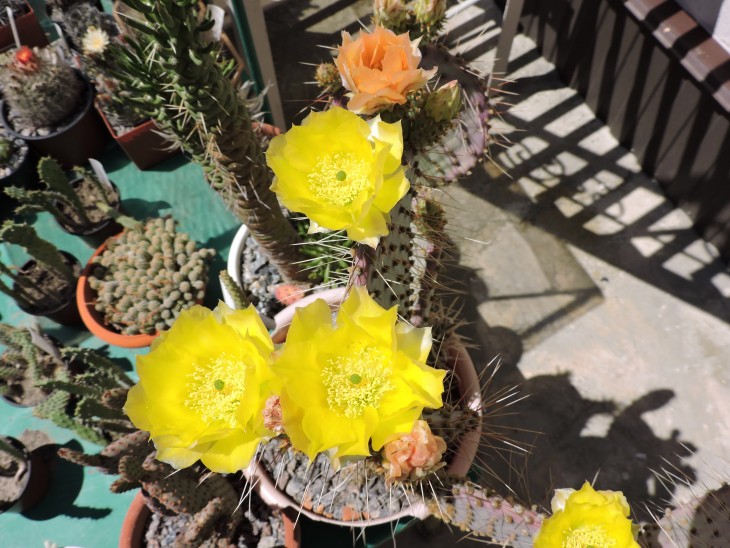 Opuntia gosseliniana aff