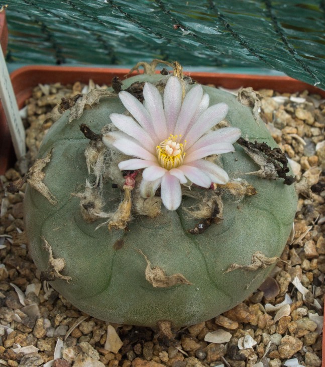 L.williamsii