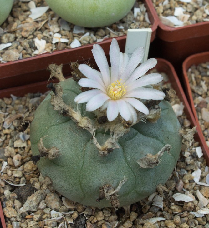 L.williamsii