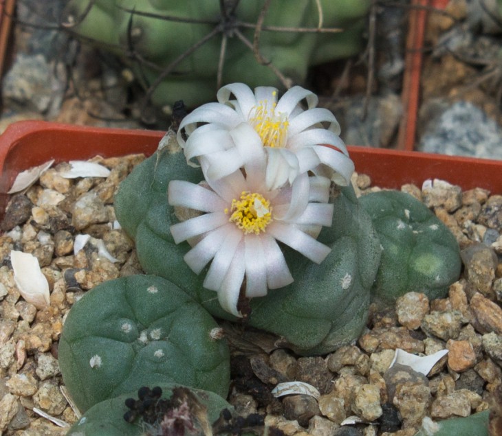 L.koehresii