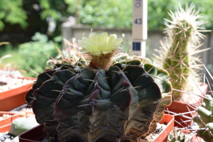 Wigginsia leucocarpa.jpg