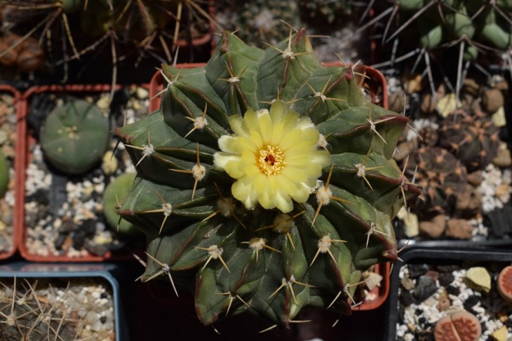 Wigginsia leucocarpa3.jpg