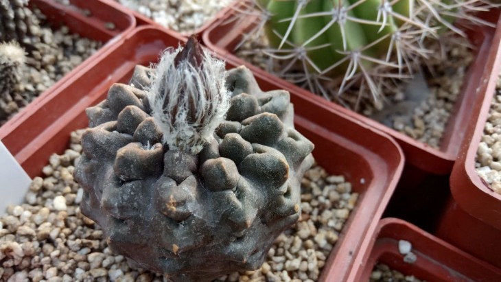 Neoporteria occulta RS 1958 (Breas-Agua Verde, Chile)