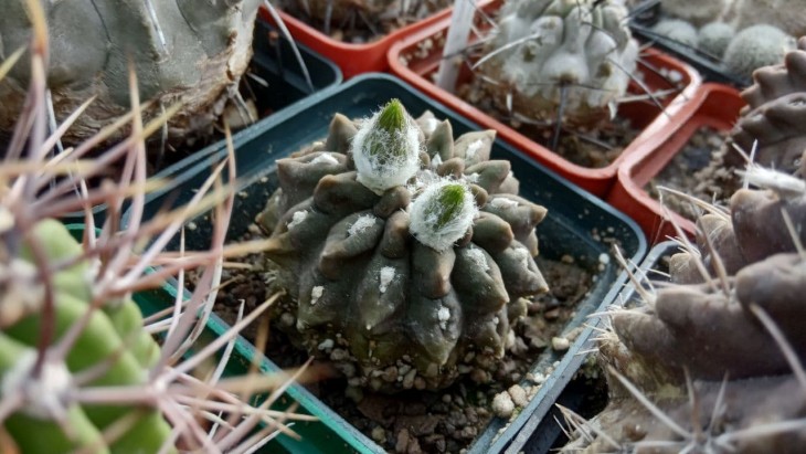 Neoporteria occulta ex-Piltz