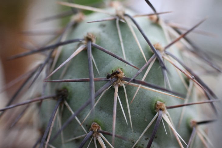 Муравей на Tephrocactus geometricus v. fiambalensis