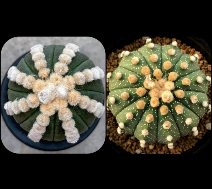 Astrophytum asterias cv Ooibo Rensei x 12 ribs