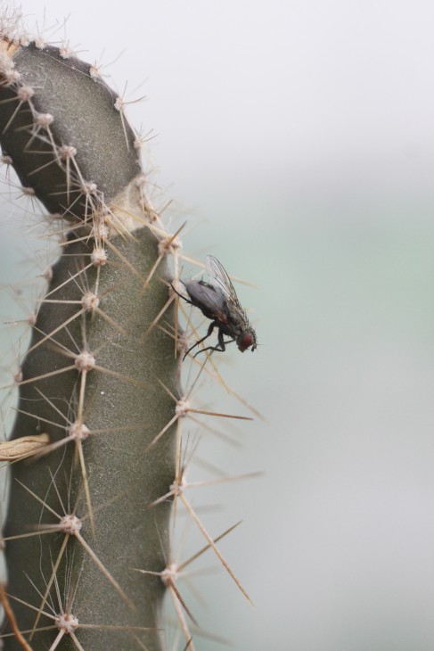 Муха на Selenicereus sp.