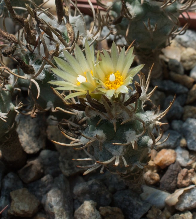 TURBINICARPUS flaviflorus, Santa Rita, SLP