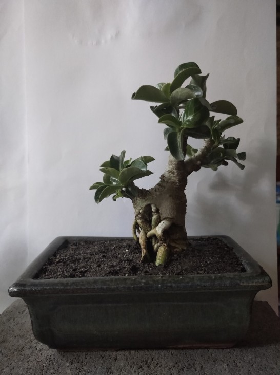Adenium cv. Mini в процесі формування ( видалення зайвих  пагонів ), несподівано почав гнати велике листя - в 2  - 3 рази більше, ніж у незайманих екземплярів