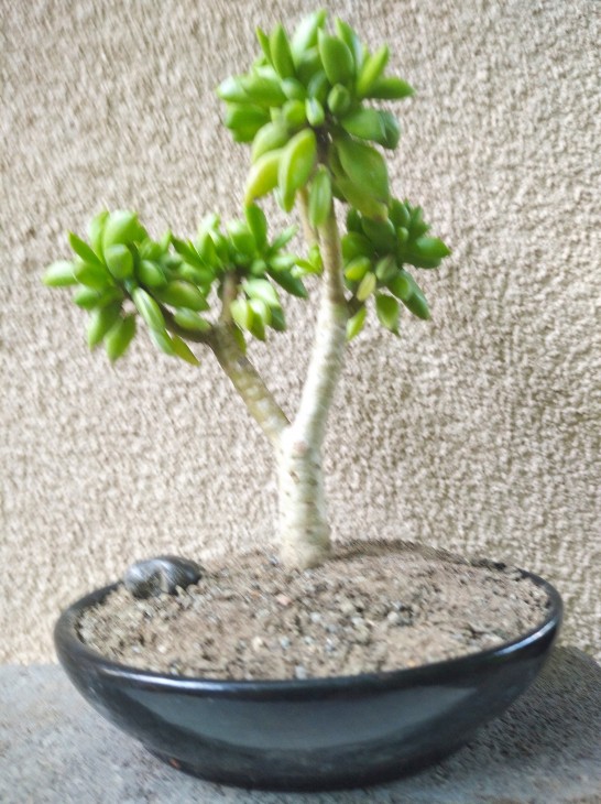Peperomia dolabriformis має цілком бонсаїчний вигляд при незначній обрізці