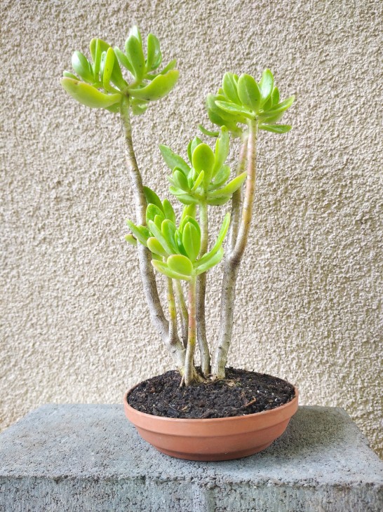 Sedum dendroideum var. praealtum швидкоростучий та напрочуд невибагливий,  (за винятком світла), як і більшість<br />очитків