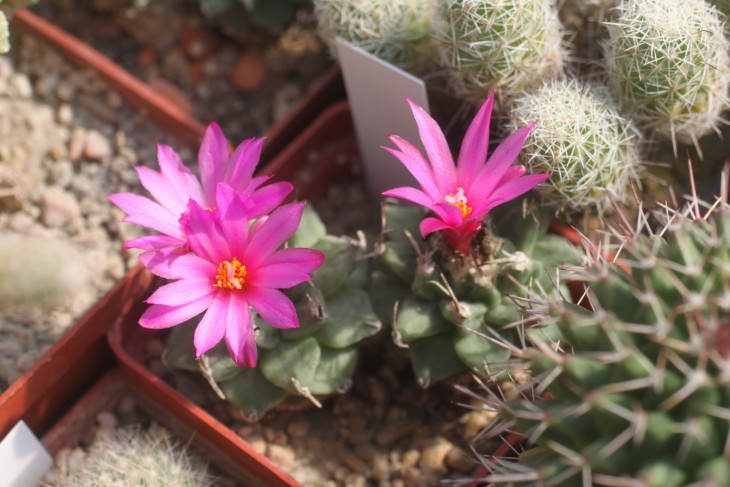 Turbinicarpus alonsoi, первое цветение