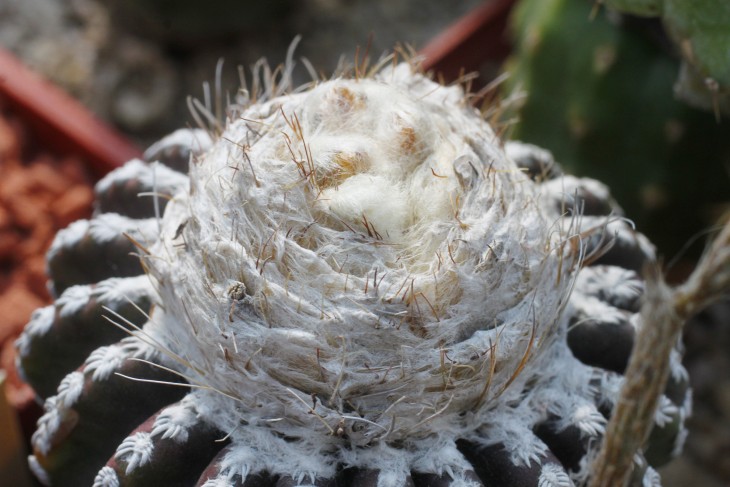 Discocactus horstii