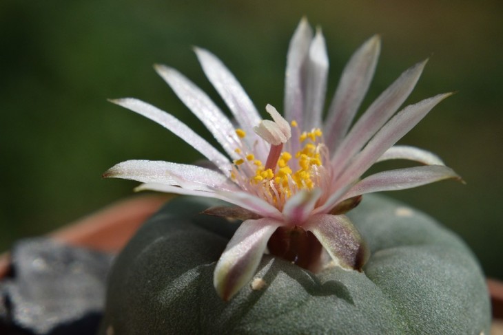 DSC_0026.jpglophophora koehresii RS 1182.jpg