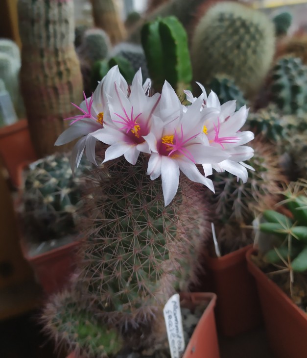 Mammillaria fraileana.jpg