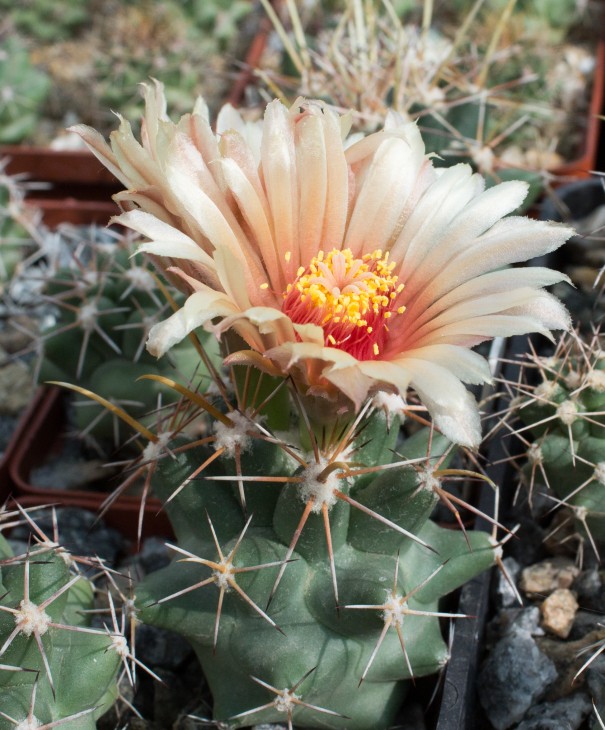 Coryphantha scheeri v.robustispina, SB 728 Pima Co, Az