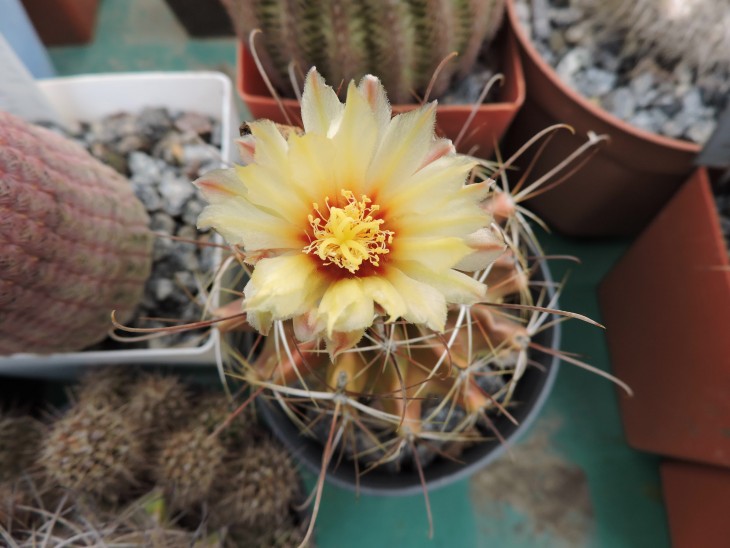 Hamatocactus setispinus