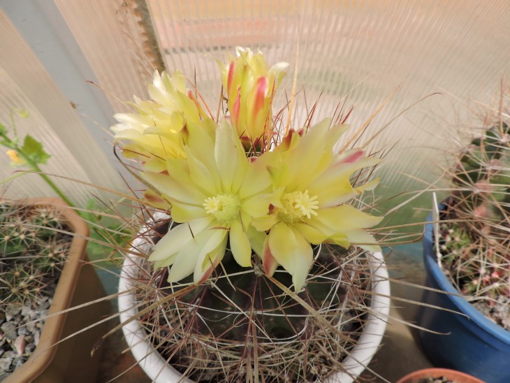 Hamatocactus longihamatus