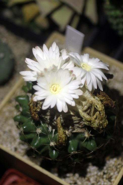 Discocactus bueneckeri, ночное цветение