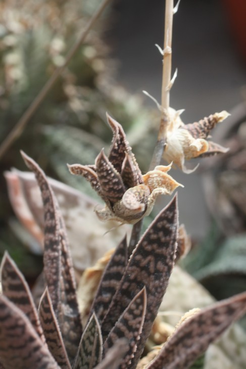 Gasteria vlokii, детки на цветоносе