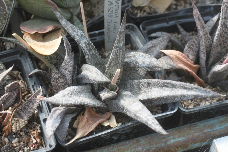 Gasteria vlokii PB3279 Tuinkloof