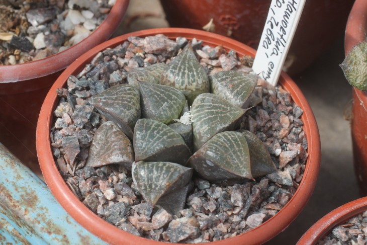 Haworthia emelyae Zebra