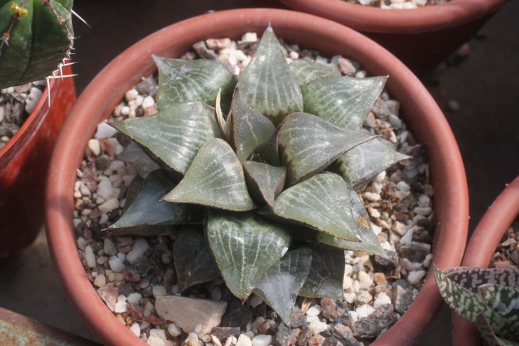 Haworthia comptoniana