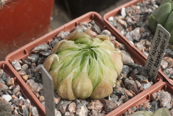 Haworthia habdomatis v. incofluens Ladismith