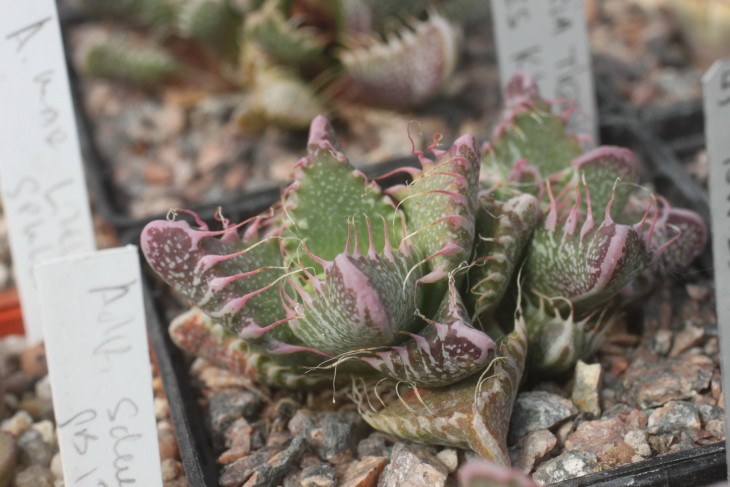 Faucaria tigrina