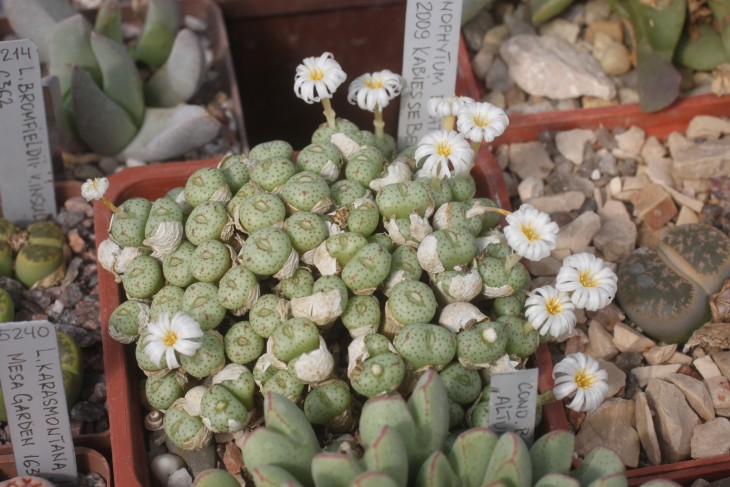Conophytum