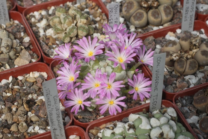 Conophytum