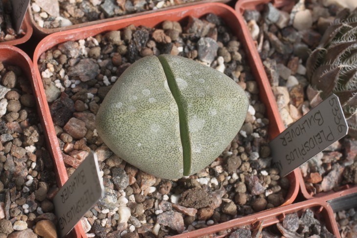 Pleiospilos bulhover