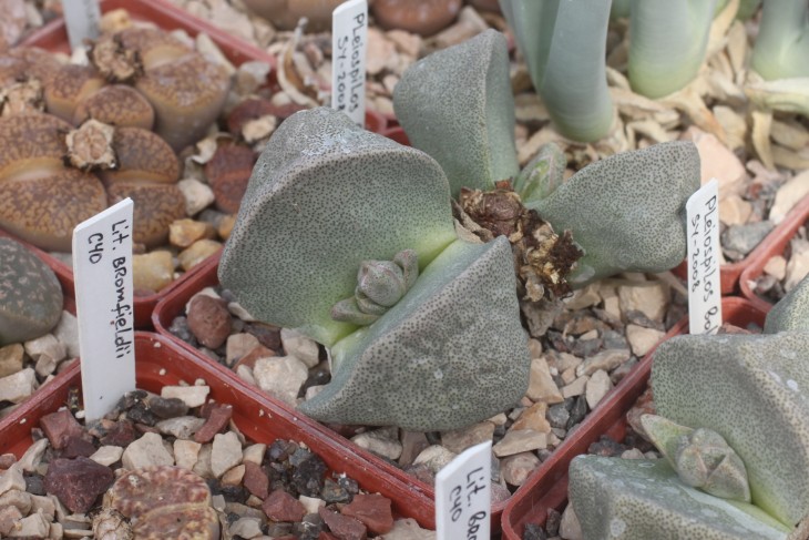 Pleiospilos bolusii
