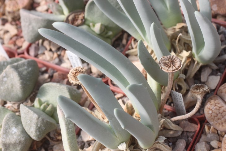 Cheiridopsis denticulata SB761