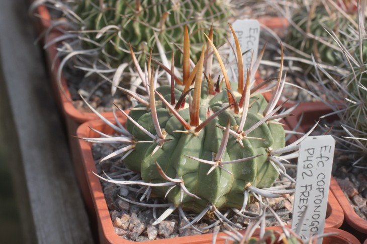 Echinocactus coptonogonus P492