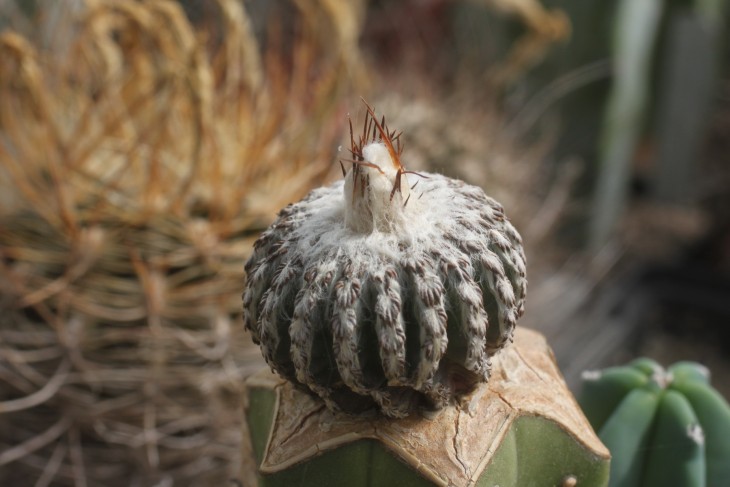 Discocactus horstii