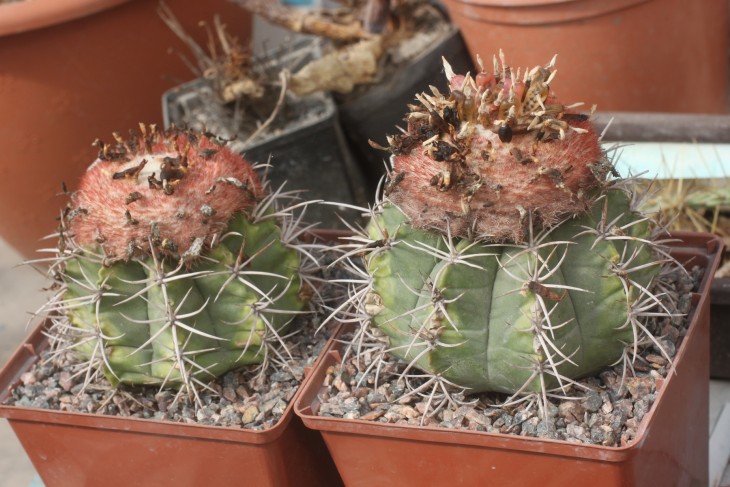 Melocactus