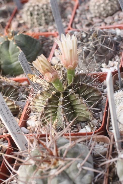 Gymnocalycium friedrichii VOS061