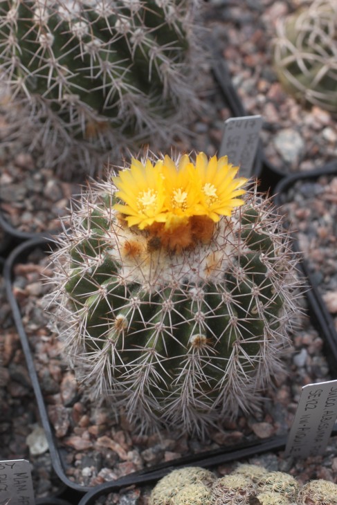 Parodia ocampoi SE120