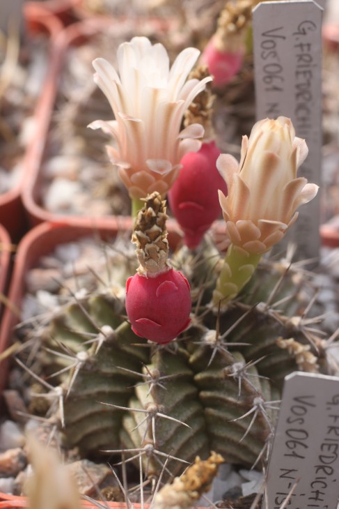 Gymnocalycium friedrichii VOS061