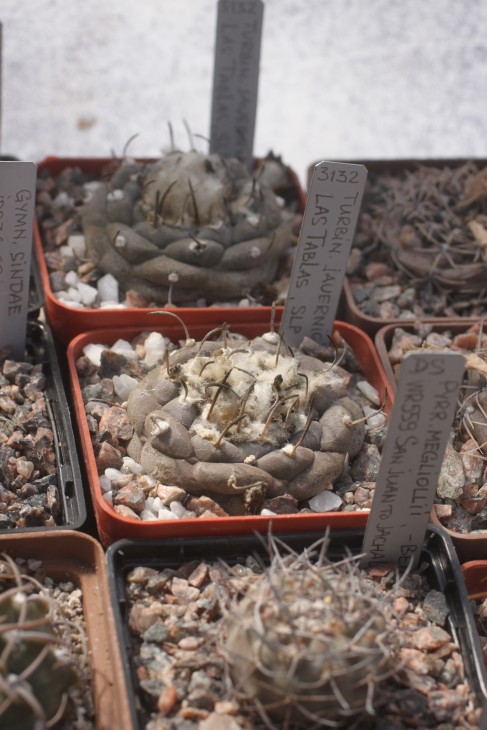 Turbinicarpus jauernigii Las Tablas, SLP
