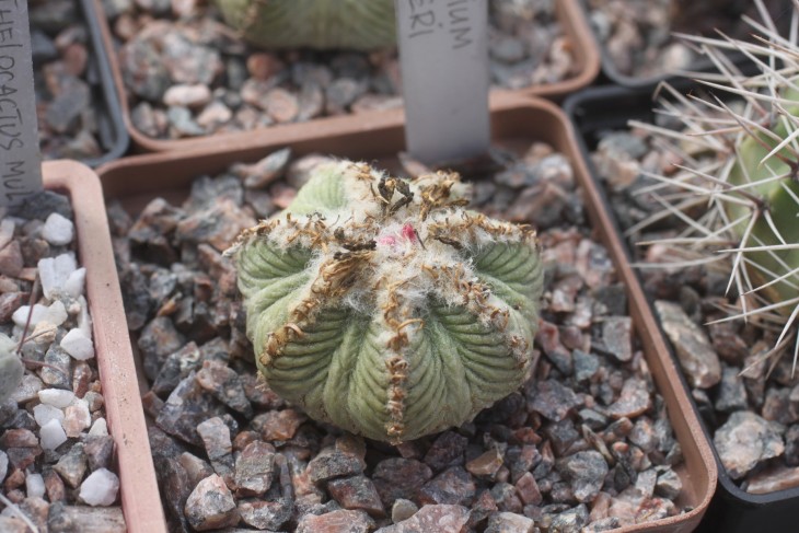 Aztekium ritteri
