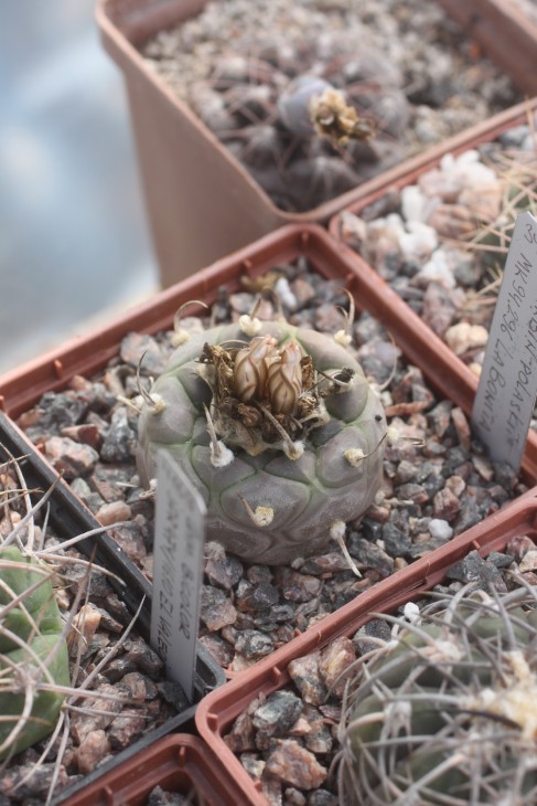 Turbinicarpus polaskii MK94.296