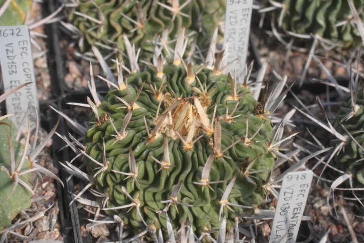 Echinofossulocactus pentacanthus VZD130 Tula, Tamaulipas