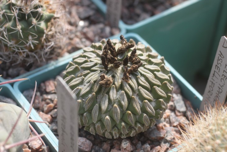 Pelecyphora asselliformis
