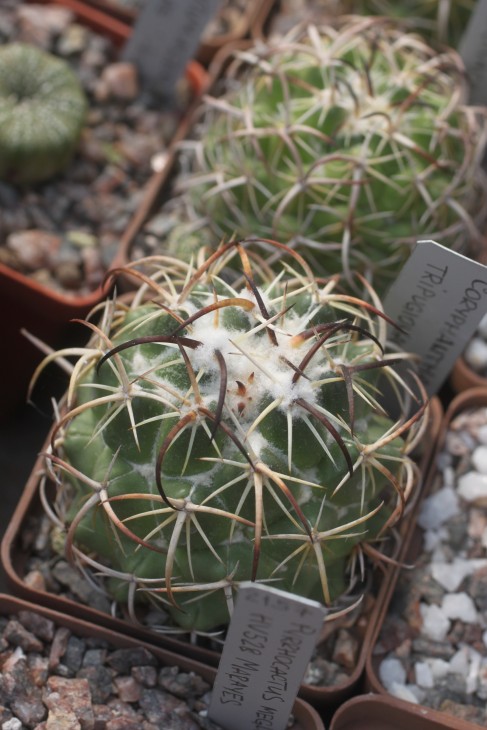Coryphantha tripugionacantha