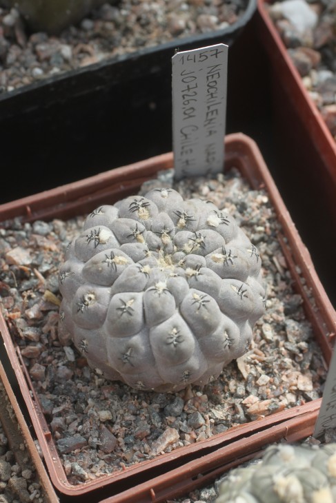 Neochilenia napina JO726.01