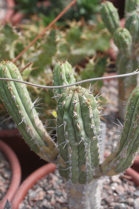 Euphorbia handiensis
