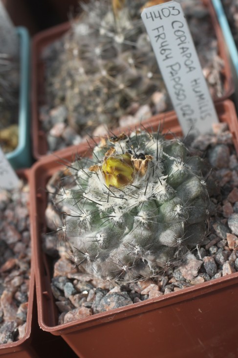 Copiapoa humilis FR464